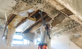 Best Basement Mold Removal  in Rosemount, MN